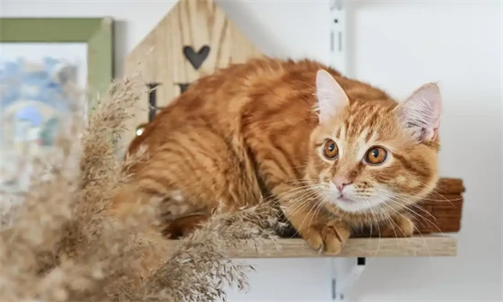 What should I do if my cat is shedding a lot and what should I feed it?