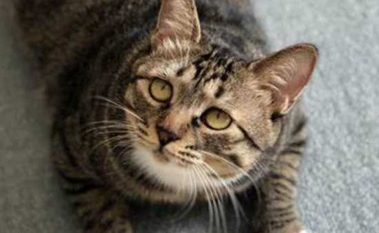 Which is better, an American Shorthair or a tabby cat? Experienced owners will tell you, the differences are significant.