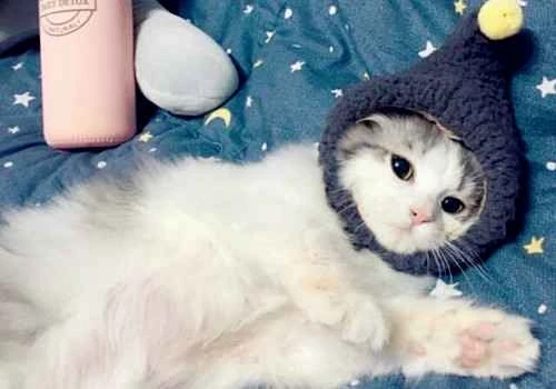 What could be causing my cat to suddenly stop eating but seem otherwise in good spirits?