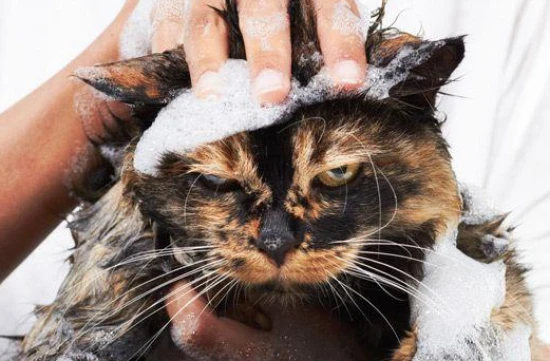 What is the typical temperature for bathing a cat?