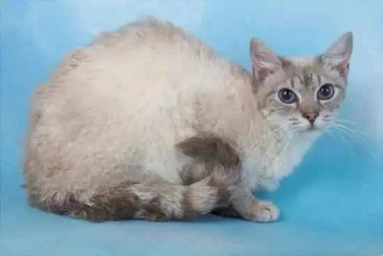 Why do Labang cats snore when they sleep?