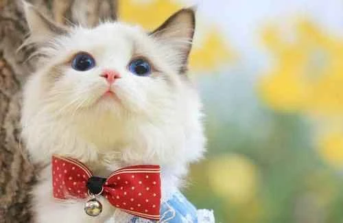 What should I do if my cat eats cat litter?