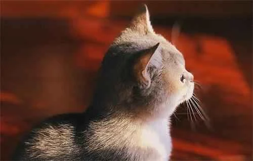 What to do if your cat is a picky eater? Will a picky cat starve itself to death?