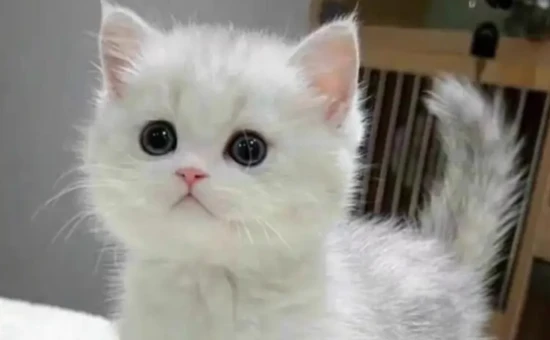 The simplest way to cure ear mites in cats