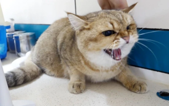 Symptoms of rabies in cats