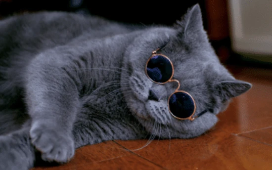 What is the personality of a British Shorthair cat?