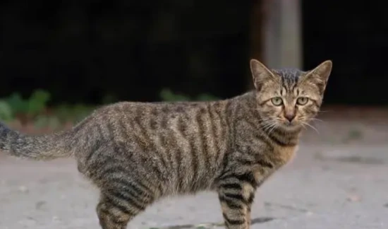 Why cats poop on the bed