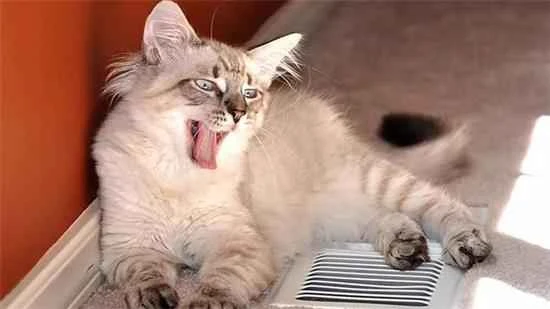 The cat suddenly started running around wildly.