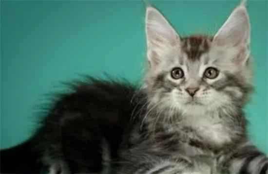 Why do Maine Coon cats shed so much?