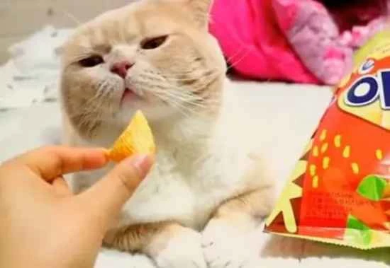 The cat refused to eat after receiving its vaccination.