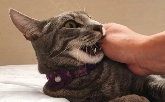 The cat bites you while playing.