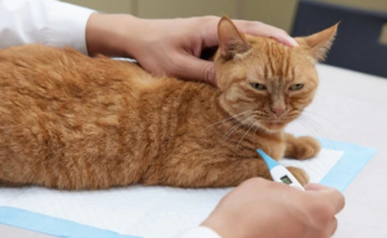 What is a normal body temperature for a cat?