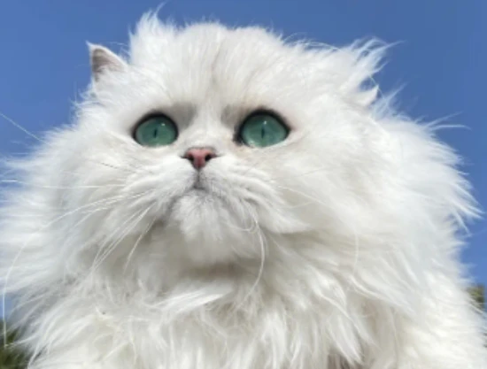 Do pet stores accept cats? What should I do if I no longer want to keep them?