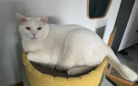 What health problems might a cat have if it refuses to eat? How can I solve this?