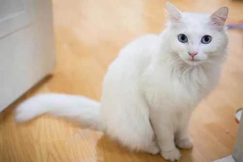 Are cats afraid of cucumbers?