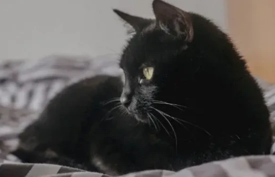 What breed of cat looks like a lump of coal?