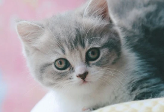 What does it mean when a male cat licks a female cat?