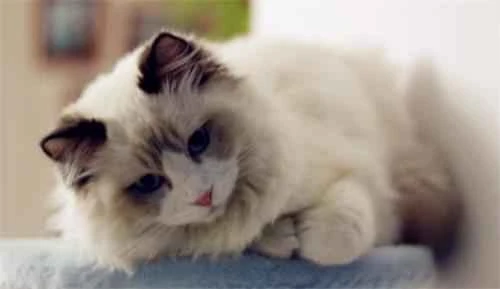 Why do cats like to tuck their paws in?