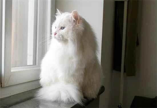 Is a cat's temperature of 36 degrees Celsius normal?