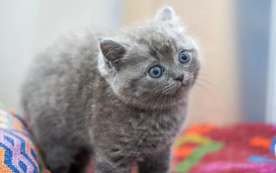 What can I do to stop my blue cat from shedding?