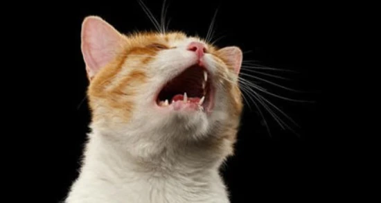 What to do if your cat wakes up and meows in the middle of the night?