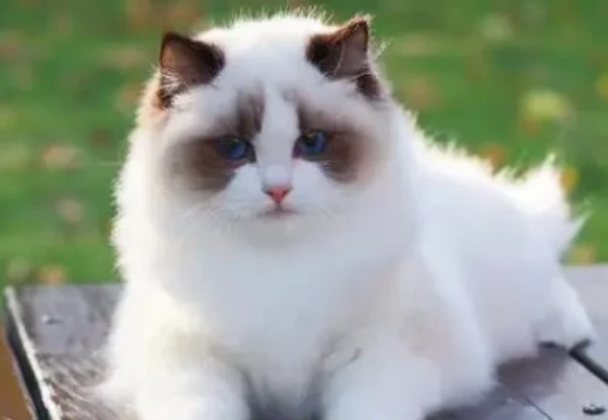 Four things you should know about Ragdoll cats