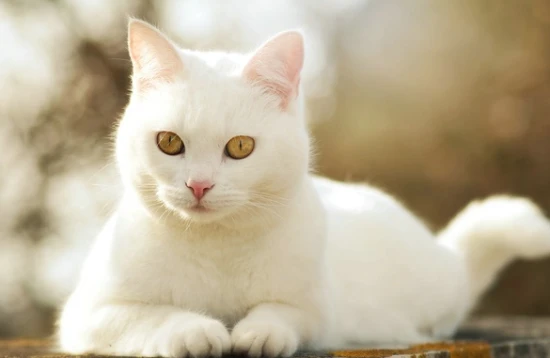 Why can't unneutered male cats be kept together?