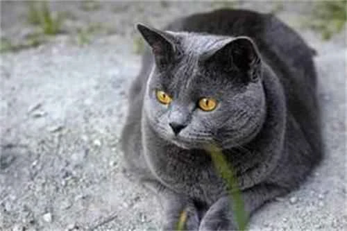 How many human years is equivalent to when a cat is 21?