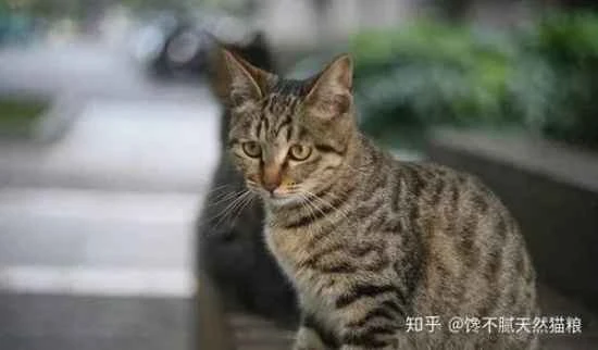 How often should a cat's teeth be brushed?