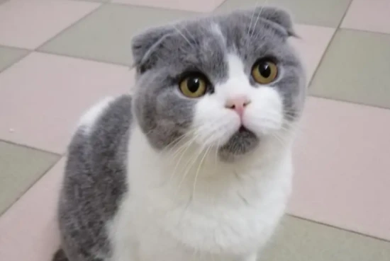 These signs of feline depression should be taken seriously by owners.