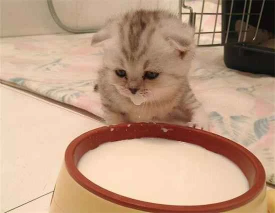 What foods should a kitten with anemia eat?