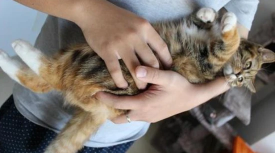 What is the best age to bring a kitten home?