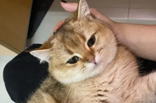 At what age do kittens develop cheeks?