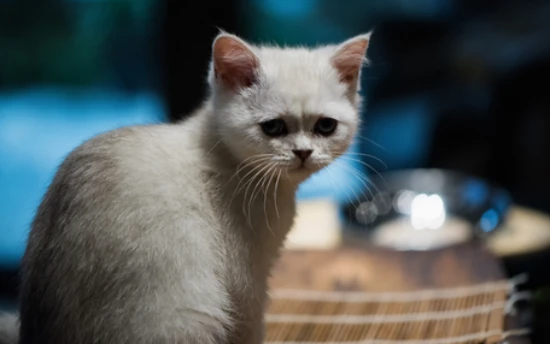 Can cats eat purple sweet potatoes?