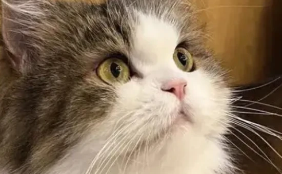 Can cats be brought on high-speed trains or regular trains?