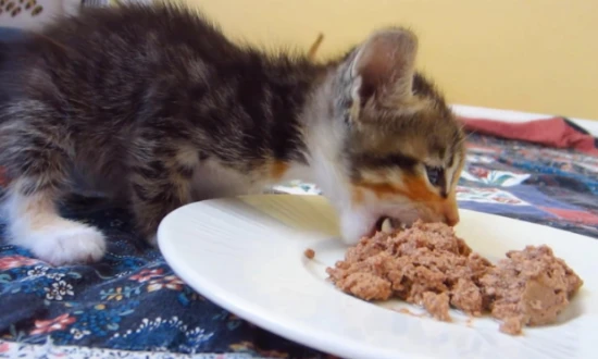 Homemade Cat Food Nutrition Ratio Table