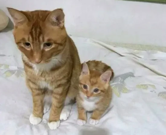 Why do male cats always carry away the kittens in our house?