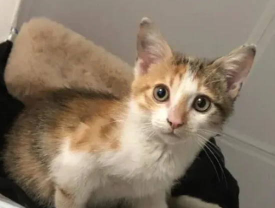 Is it because cats don't eat much in winter that they're burning too few calories?