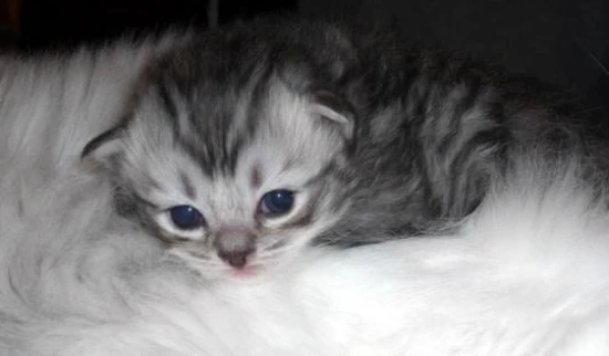 How long does it take for a kitten to adapt to a new environment? What precautions should be taken when changing a kitten's environment?