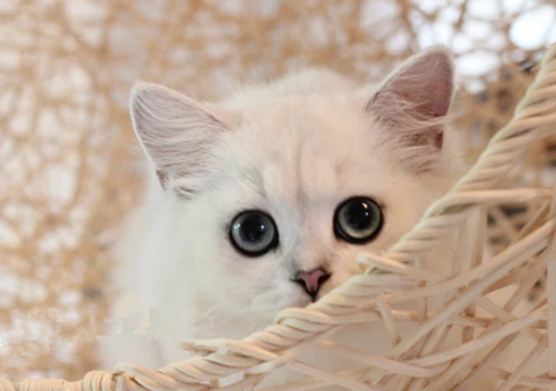 What could be causing my cat's stomach to make bubbling or sloshing sounds?