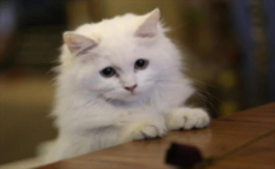 Do cats like their owners' company?