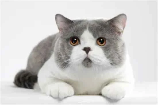 新手铲屎官必看！7个养猫“错误”要避免