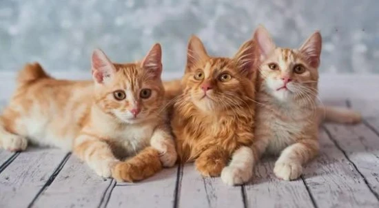 Can cats eat chestnuts?