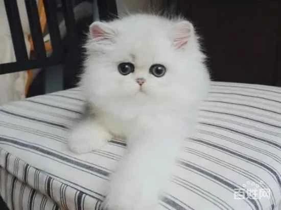 The cat always suddenly lunges out and pounces on people's feet.