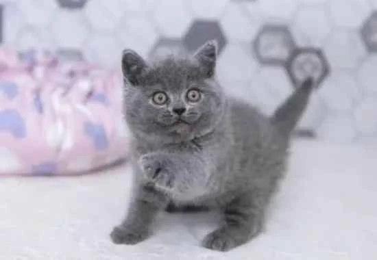 Is a British Shorthair a blue cat?