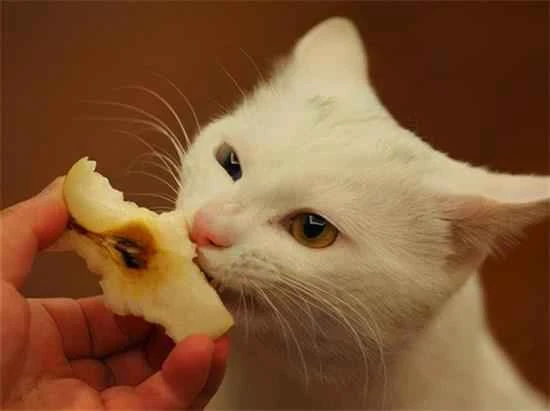 Why do cats dislike the taste of oranges?