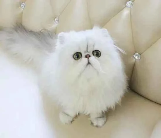 How can I stop my cat from eating plants?