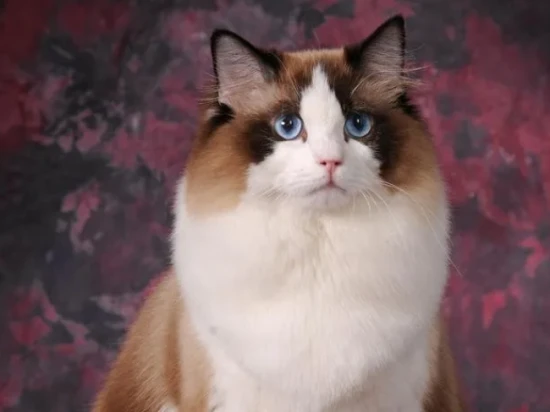 Top 10 Cats by Appearance