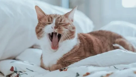 How do cats dissipate heat?