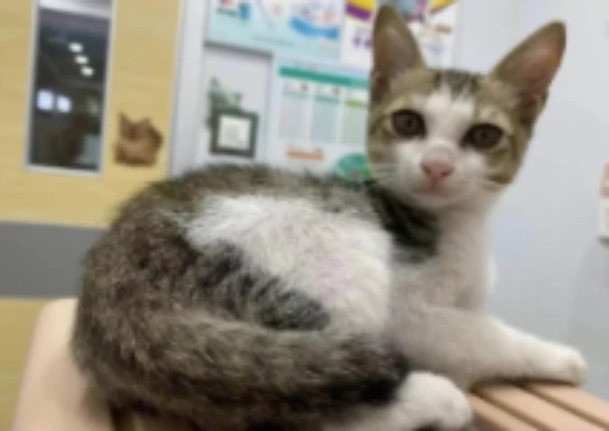 What health problems might a cat suddenly become lethargic and unsteady on its feet?